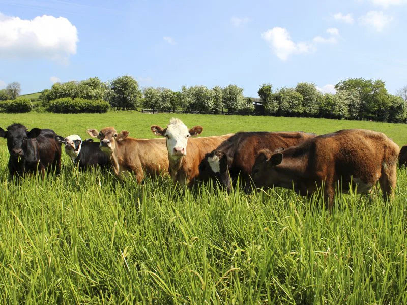 Bolger's Coarse Cattle Ration 25kg
